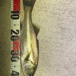 フッコ（マルスズキ）