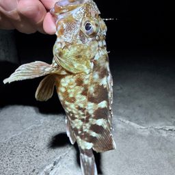 カサゴ