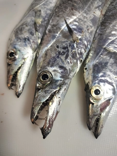 タチウオの釣果