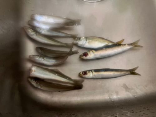 ウルメイワシの釣果