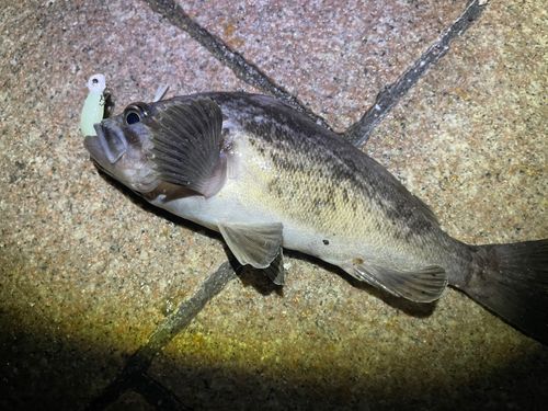 クロソイの釣果