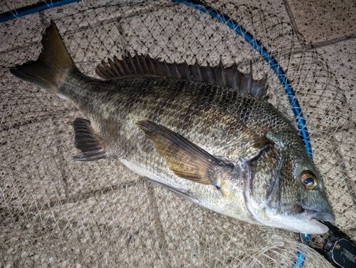 クロダイの釣果