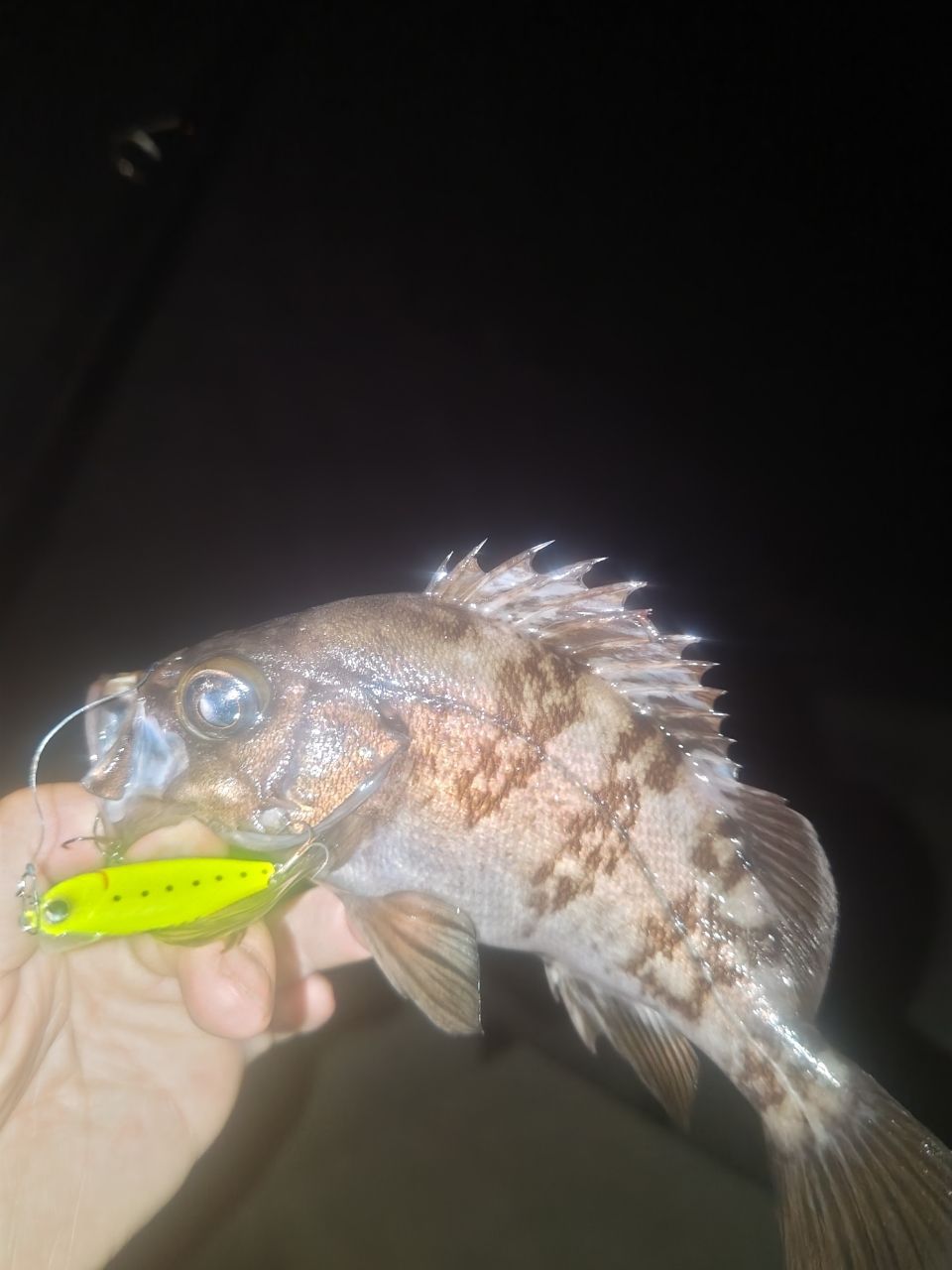 DAIWA 22HRF® (ハードロックフィッシュ) 86M・Qの最安値
