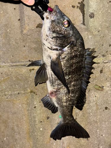 チヌの釣果