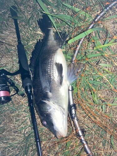 チンチンの釣果