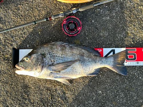 チヌの釣果