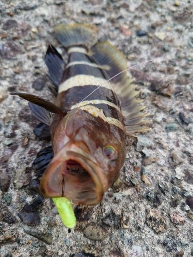アオハタの釣果