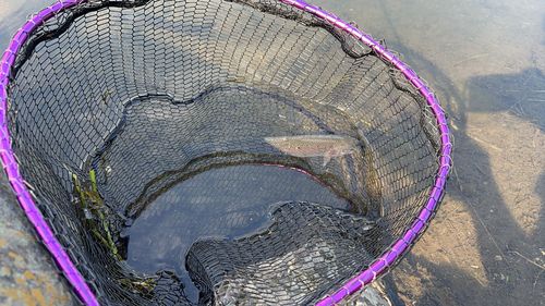 ワラサの釣果
