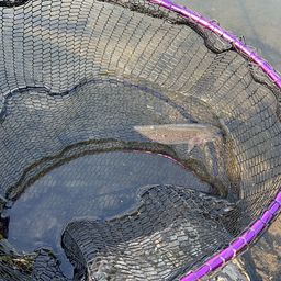 レインボートラウト