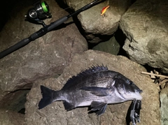 チヌの釣果
