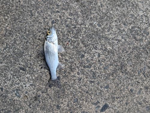 セイゴ（マルスズキ）の釣果