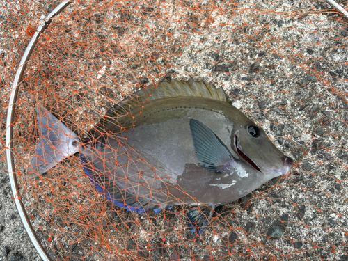 サンノジの釣果