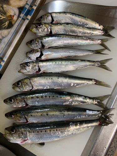 イワシの釣果