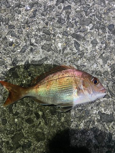 タイの釣果