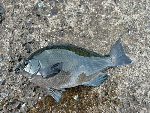 クチブトグレの釣果