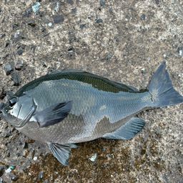 クチブトグレ