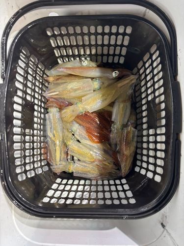 ケンサキイカの釣果