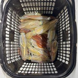 ケンサキイカ