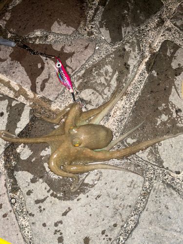 タコの釣果
