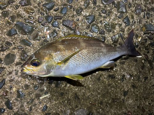 イサキの釣果