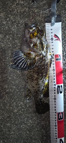 オウゴンムラソイの釣果