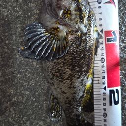 オウゴンムラソイ