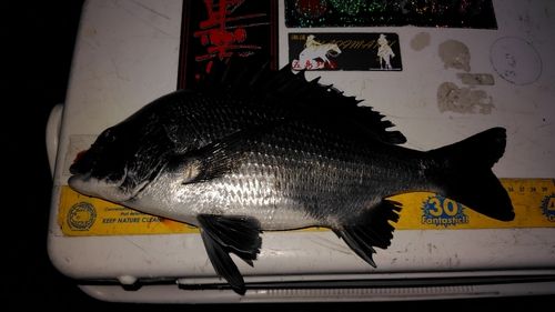 チヌの釣果