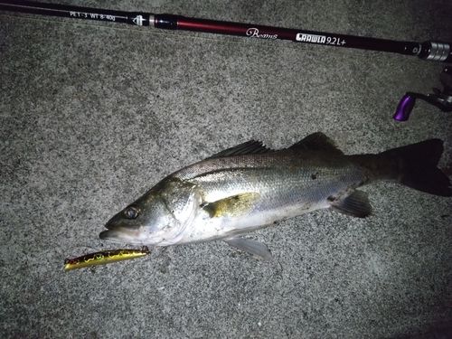 シーバスの釣果