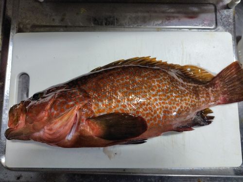 キジハタの釣果