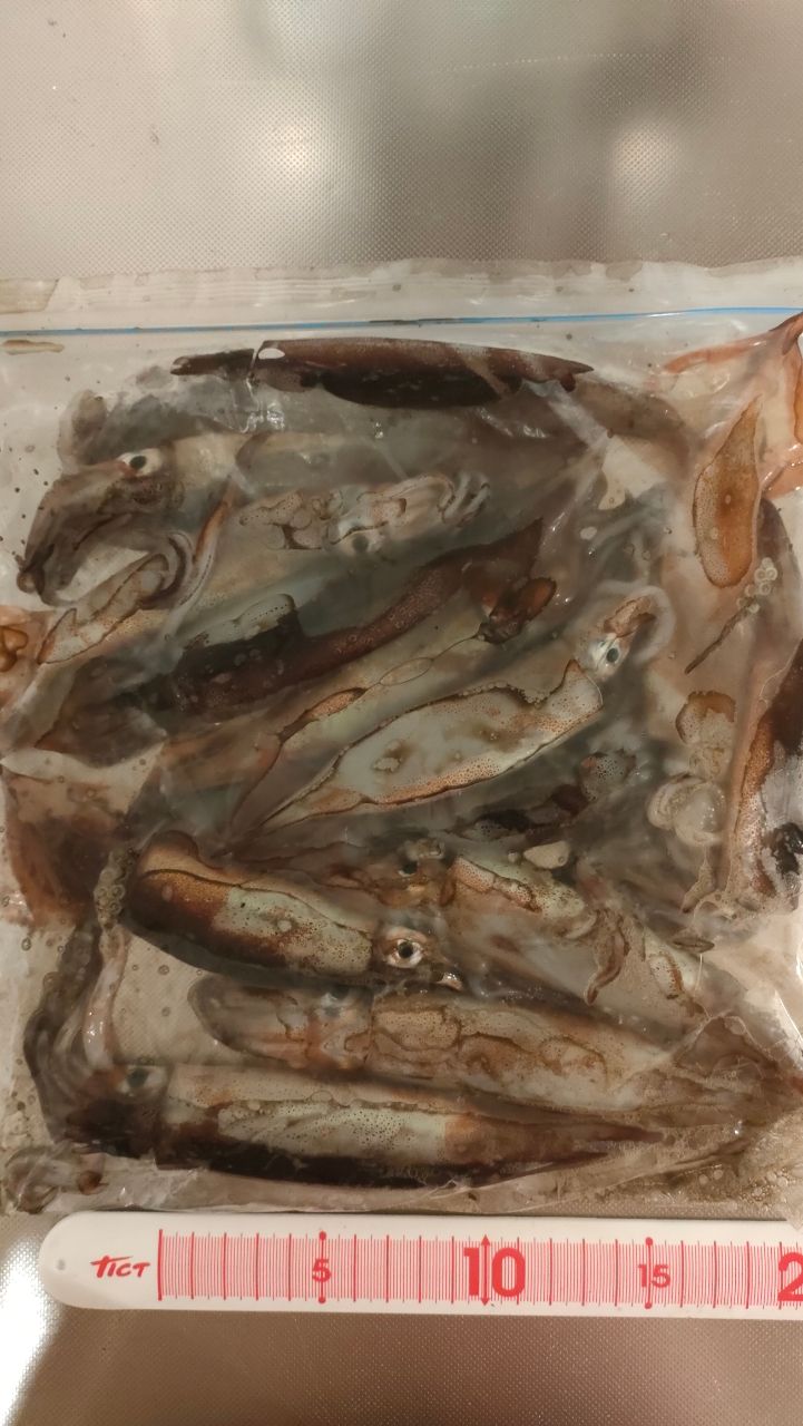 スルメイカ