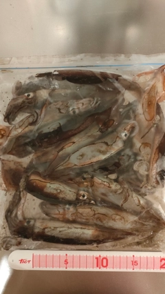 スルメイカの釣果