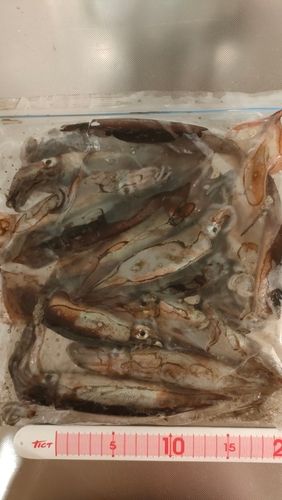スルメイカの釣果