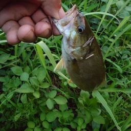 スモールマウスバス