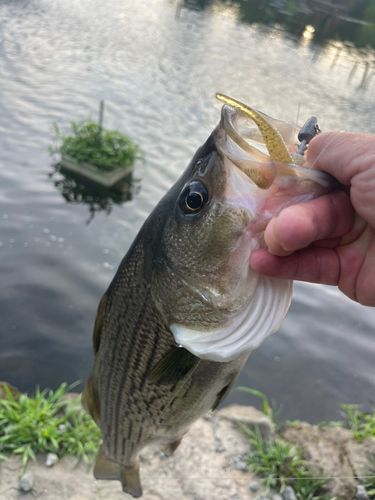 ストライパーの釣果