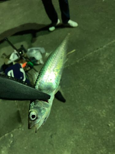 サバ