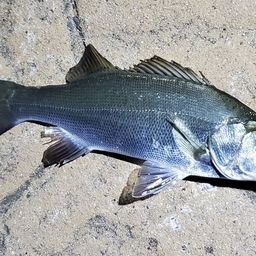 セイゴ（ヒラスズキ）