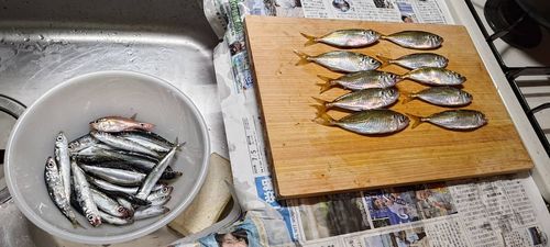 アジの釣果