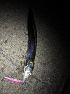テンジクタチの釣果