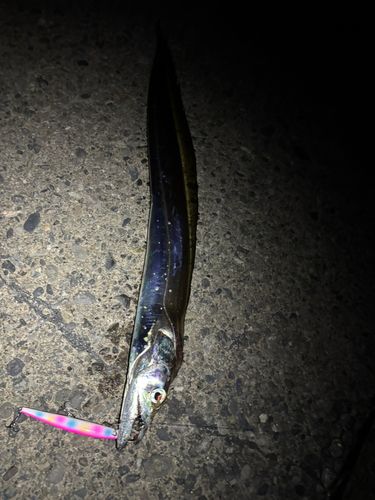 テンジクタチの釣果