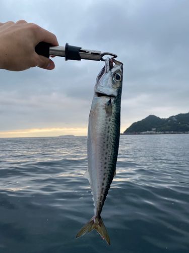 サバの釣果