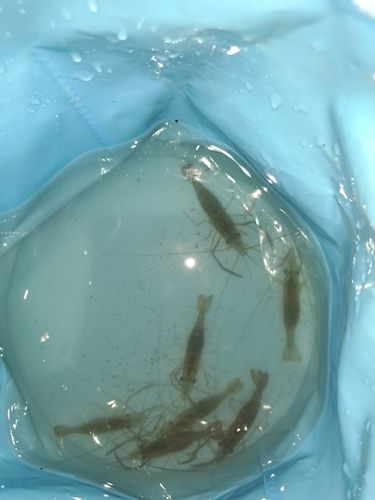 テナガエビの釣果