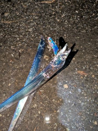 タチウオの釣果