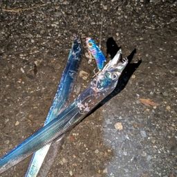 タチウオ