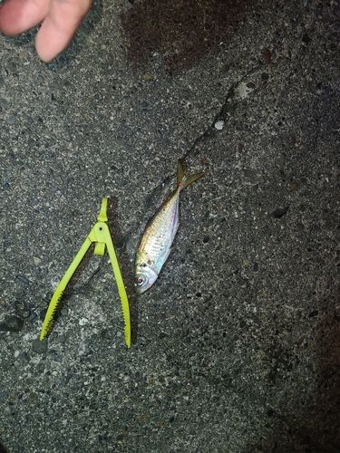 アラカブの釣果