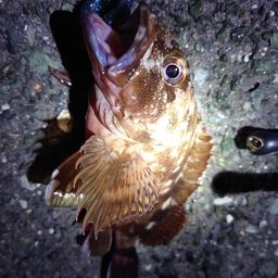 カサゴ