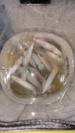 ベイカの釣果