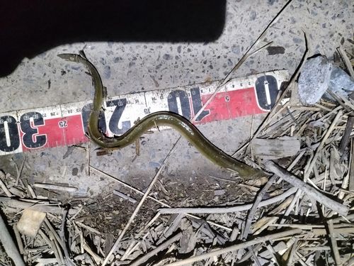 ウナギの釣果