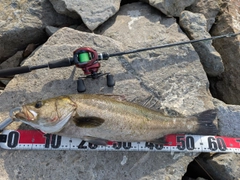 シーバスの釣果