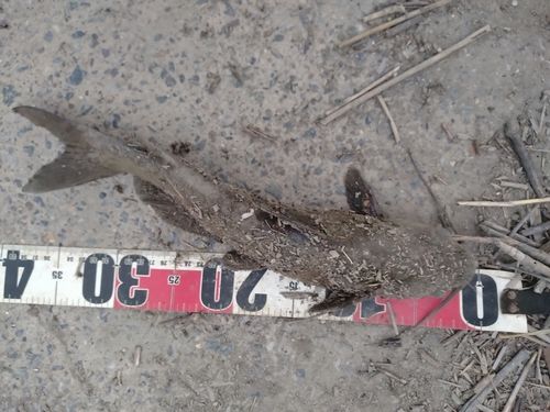 アメリカンキャットフィッシュの釣果