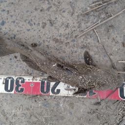 アメリカンキャットフィッシュ